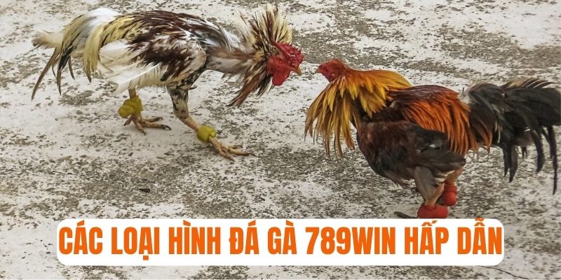 Các loại hình chọi gà hấp dẫn ở sảnh game