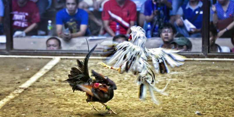 Biết chiến kê nào mạnh yếu, khả năng thi đấu thông qua màu sắc