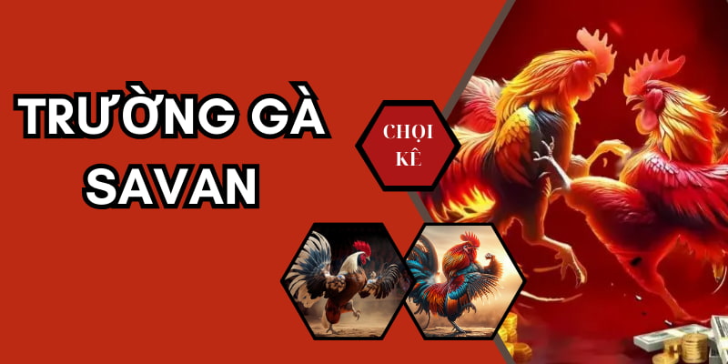 Trường Gà Savan - Nơi Diễn Ra 10.000+ Trận Kê Chiến Nảy Lửa